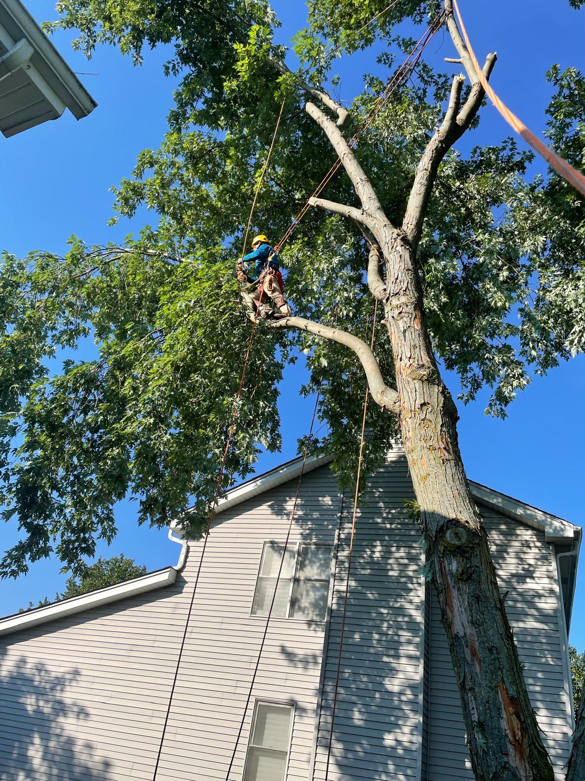 Tree Care 1