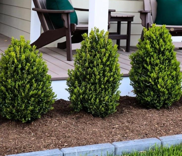 Landscaping shrubs detail