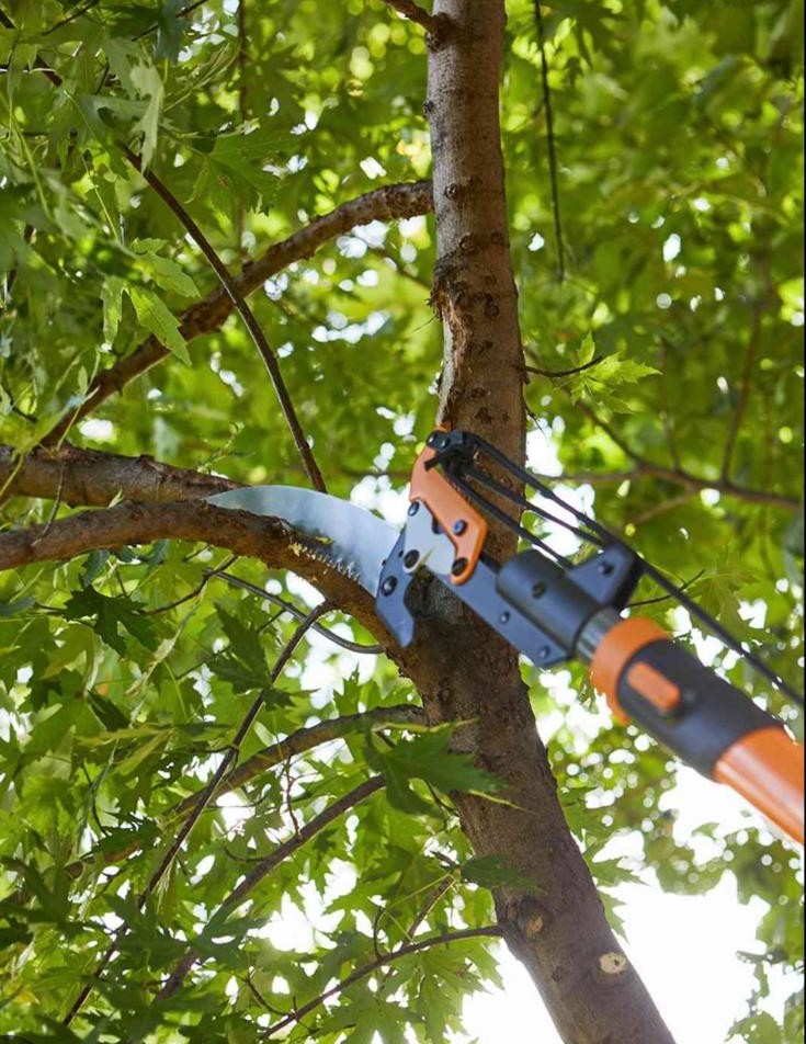 Tree Care 5